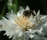 Centaurea cyanus