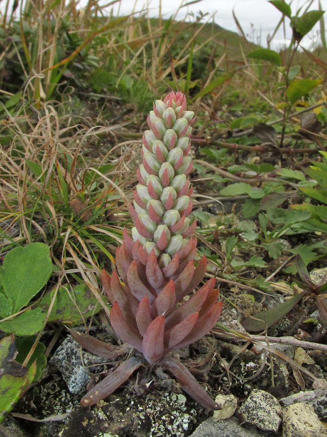 Image of Orostachys erubescens specimen.