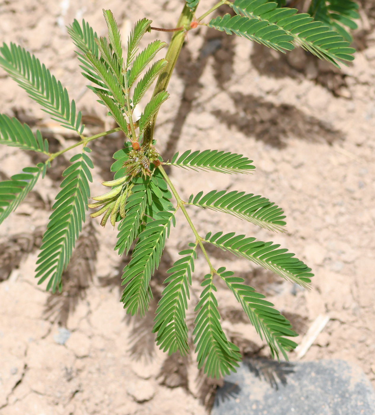 Image of Desmanthus pernambucanus specimen.