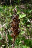 Dactylorhiza fuchsii