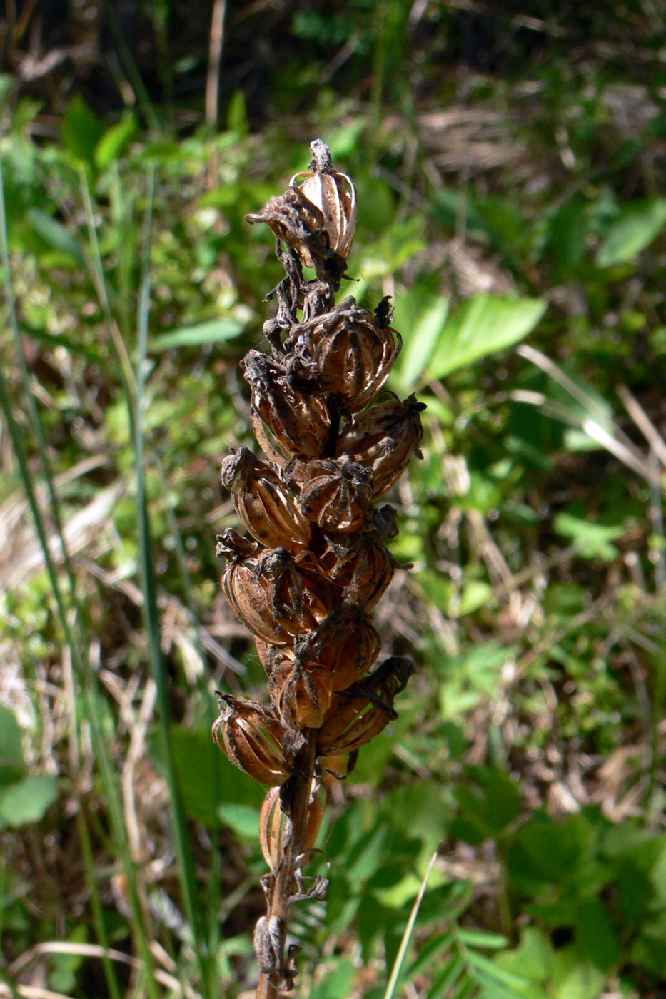 Image of Dactylorhiza fuchsii specimen.