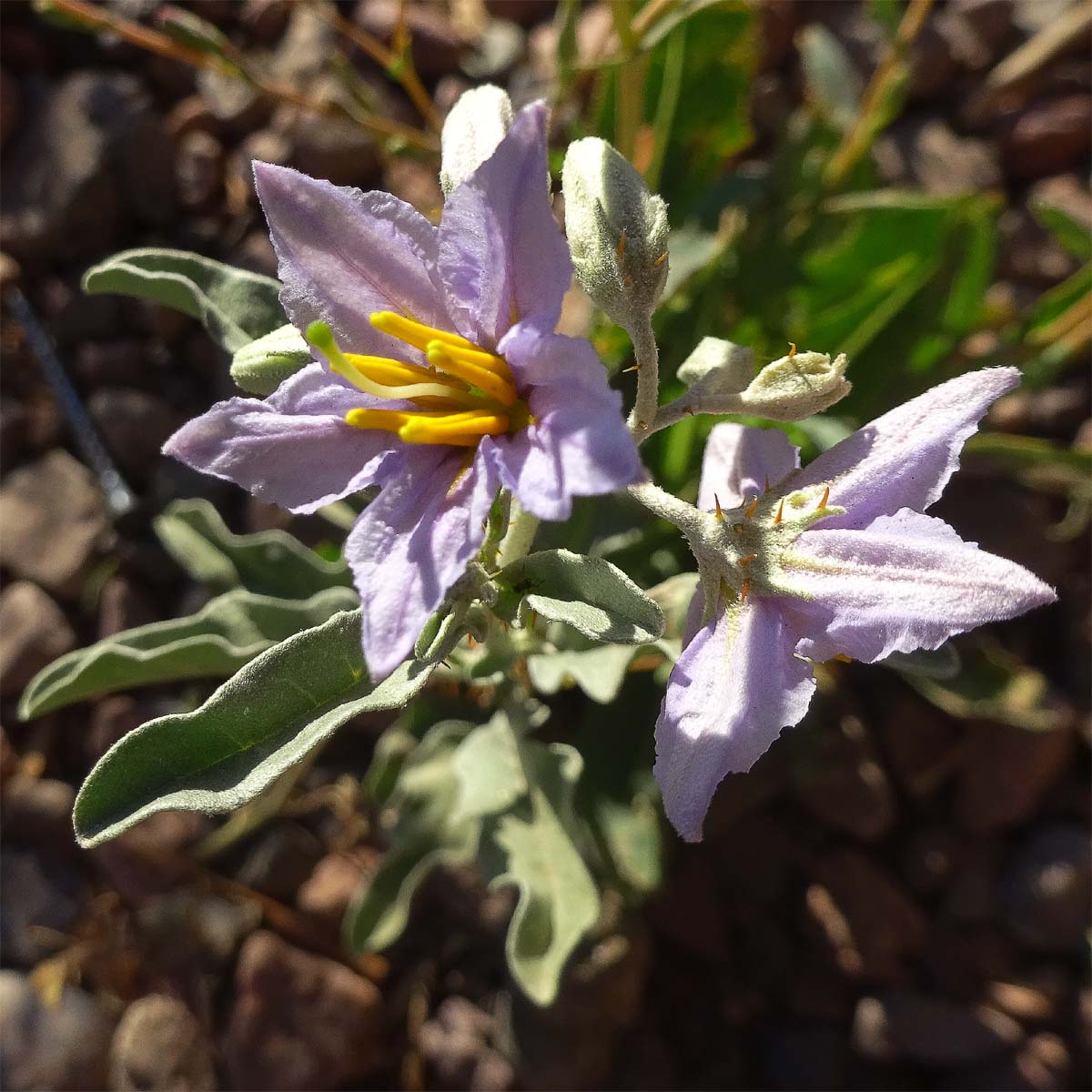 Изображение особи Solanum elaeagnifolium.