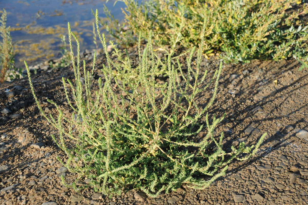 Image of Bassia scoparia specimen.