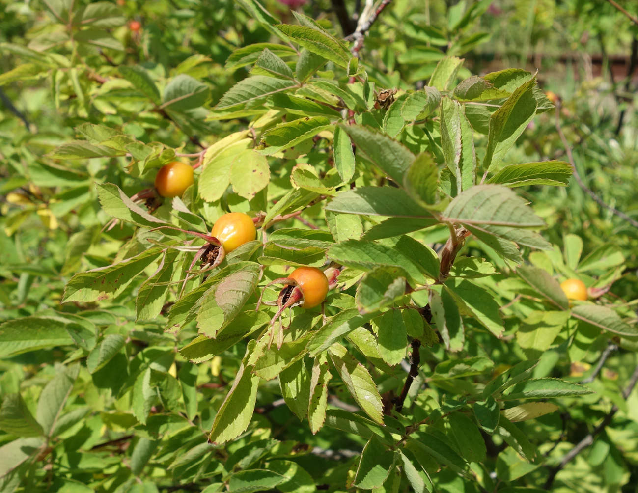 Изображение особи Rosa amblyotis.