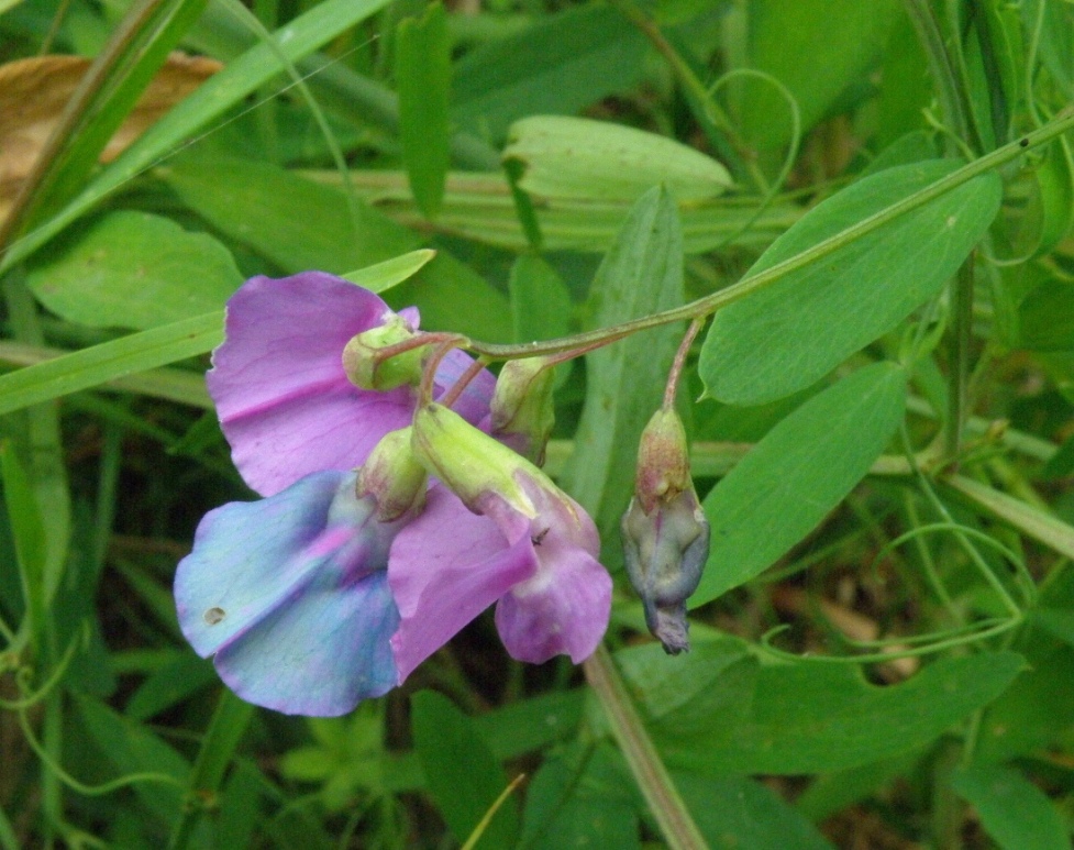 Image of Lathyrus incurvus specimen.