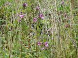 Pedicularis resupinata