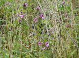 Pedicularis resupinata. Верхушки цветущих и плодоносящих растений. Сахалинская обл., Корсаковский р-н, побережье перед мысом Великан, подножье склона. 15.08.2019.