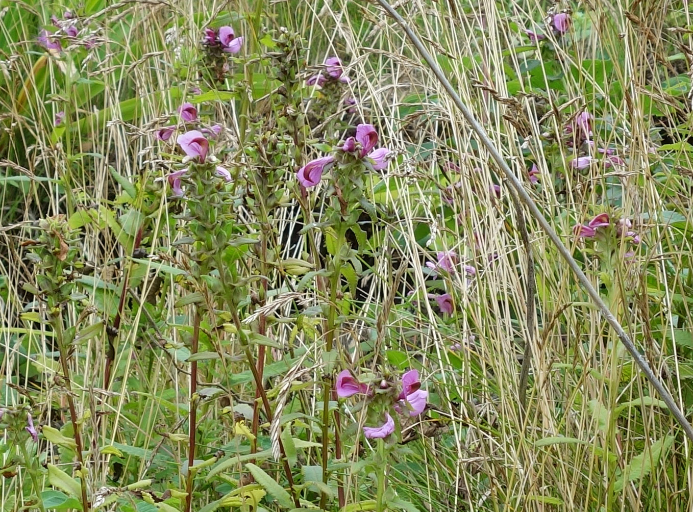 Изображение особи Pedicularis resupinata.