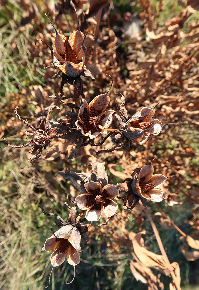 Image of Hypericum ascyron specimen.