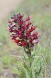 Echium russicum. Верхушка цветущего растения. Кабардино-Балкария, Эльбрусский р-н, долина р. Ирик, луг на поляне чуть выше каменных останцев, ≈ 2000 м н.у.м. 14.06.2016.