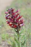 Echium russicum