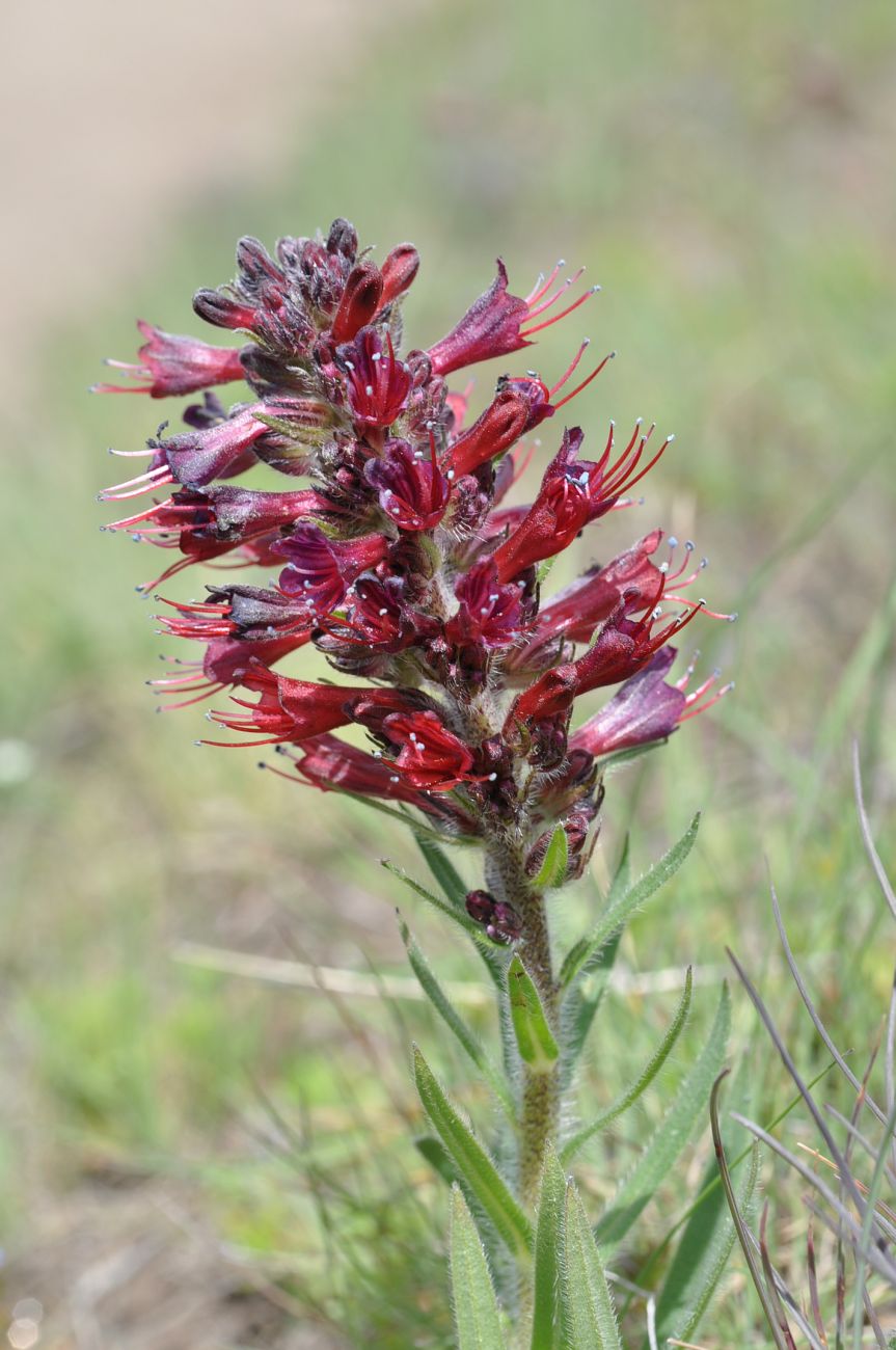 Изображение особи Echium russicum.