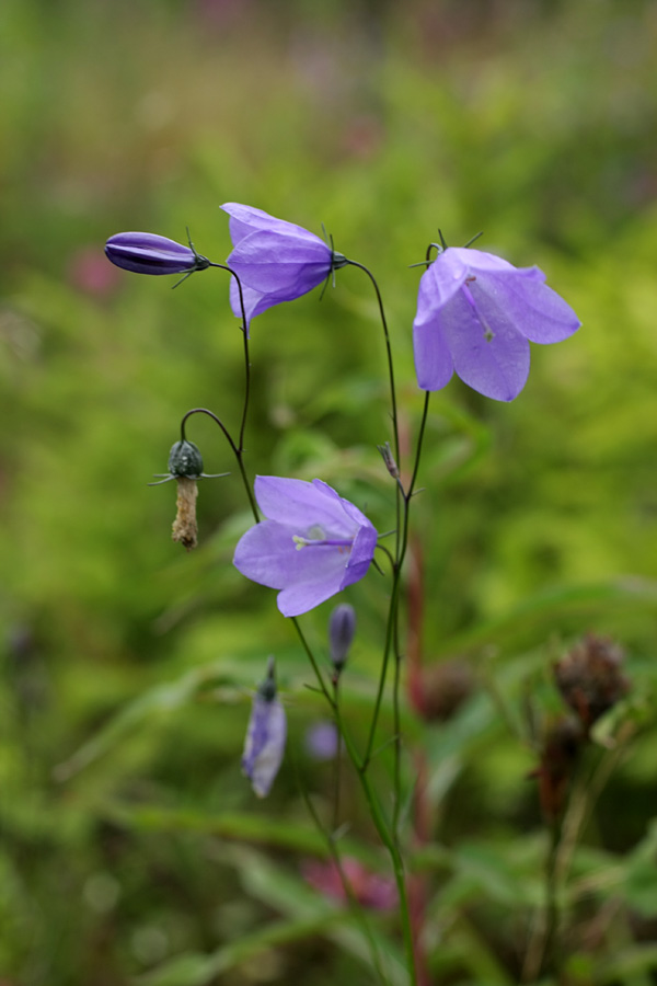 Image of Campanula rotundifolia specimen.