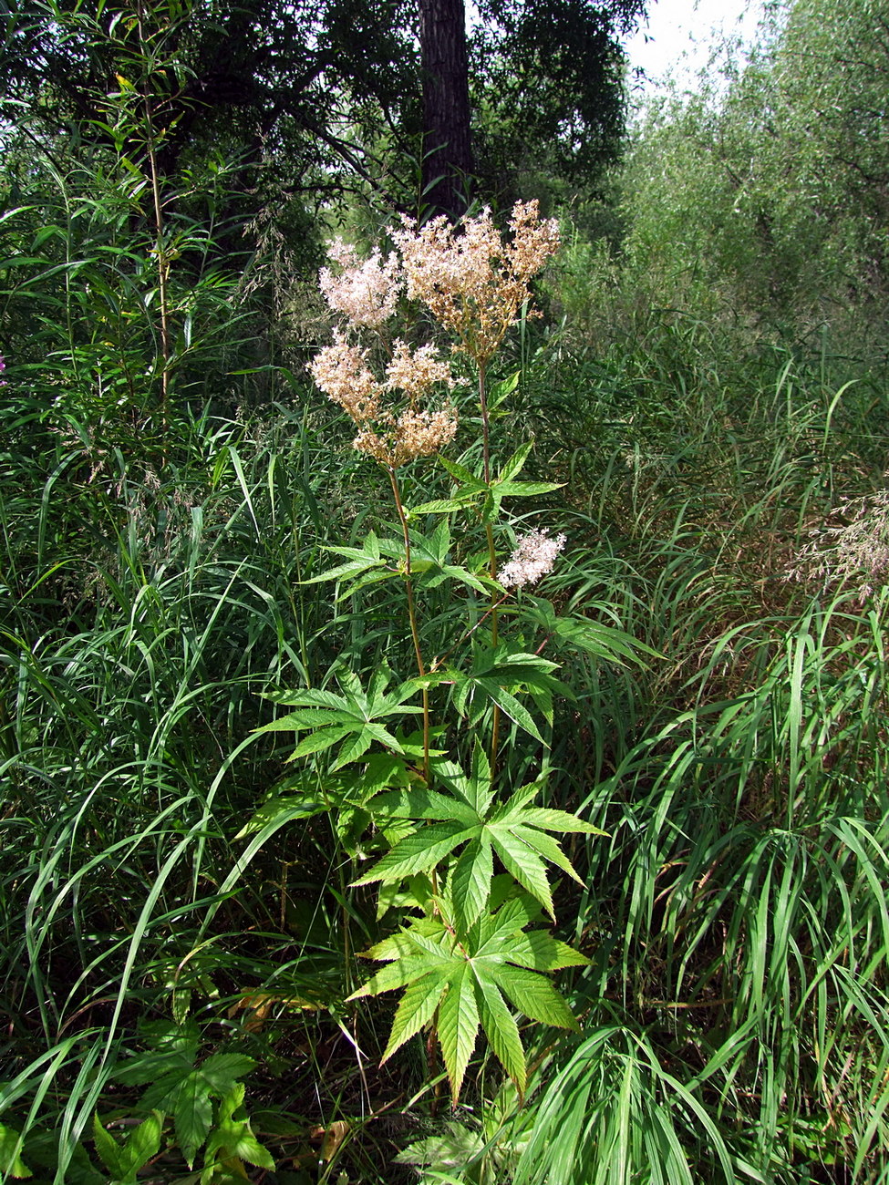 Изображение особи Filipendula palmata.