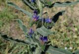 Echium vulgare. Часть побега с соцветиями. Кыргызстан, г. Бишкек, пустырь около дороги. 28.05.2019.