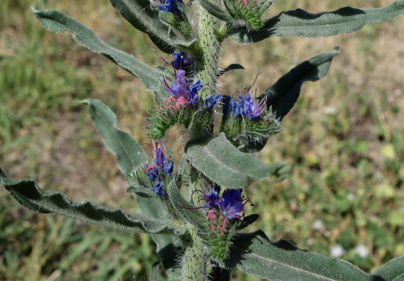 Изображение особи Echium vulgare.