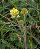 Oxytropis pilosa