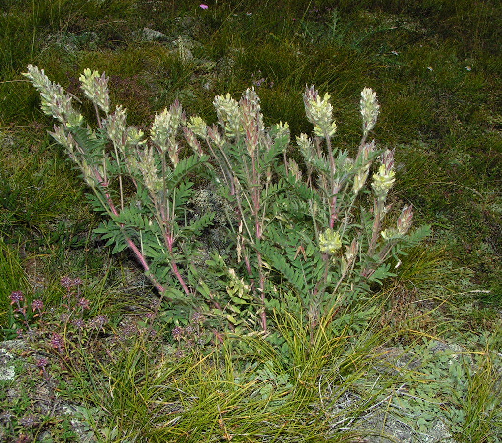 Изображение особи Oxytropis pilosa.