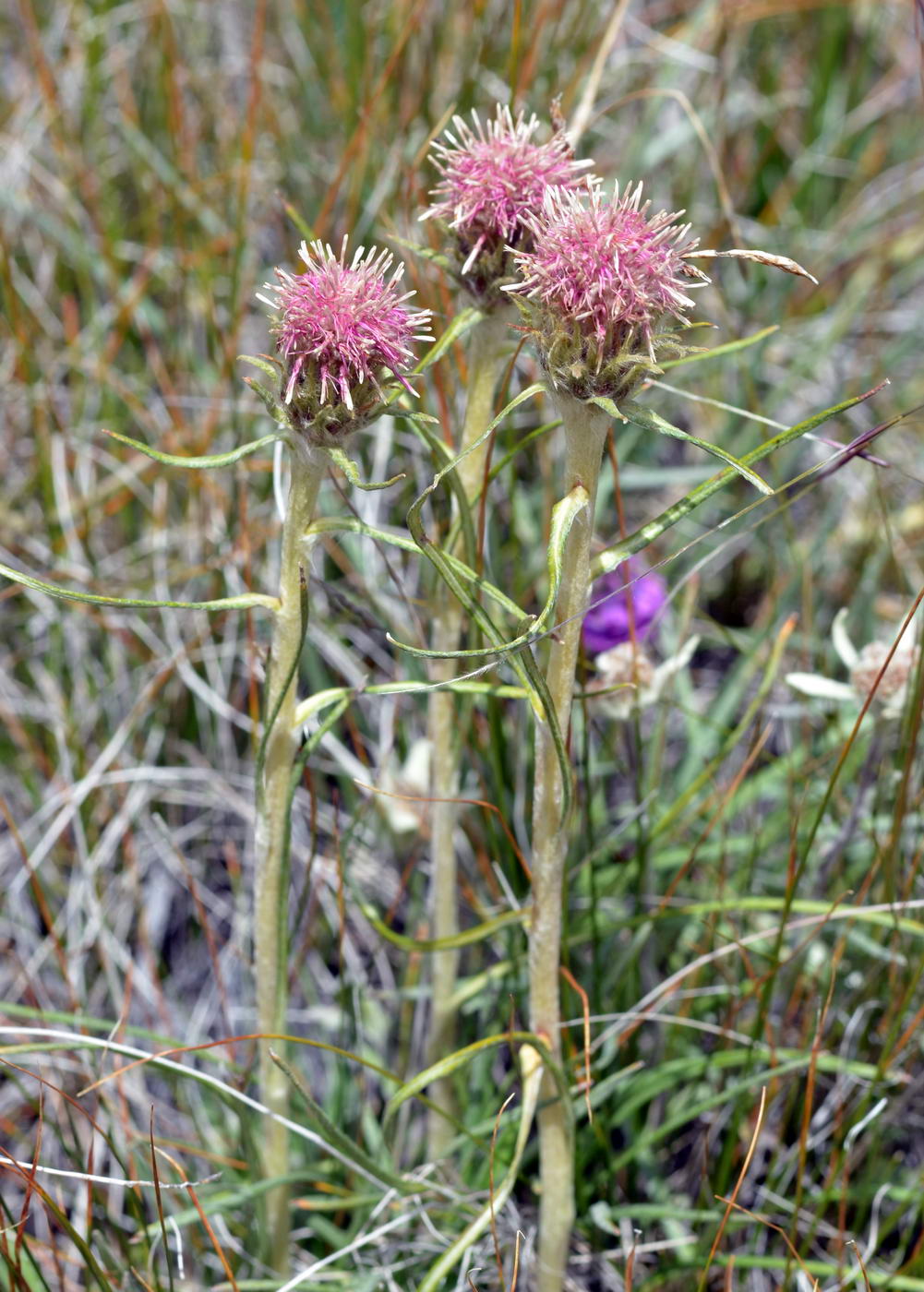 Image of Saussurea schanginiana specimen.