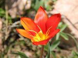 Tulipa tschimganica. Цветок. Узбекистан, Ташкентская обл., западные отроги Чаткальского хр., г. Большой Чимган, ущелье Аксай, 1880 м н.у.м., на каменистом склоне около тающего снежника. 09.05.2019.