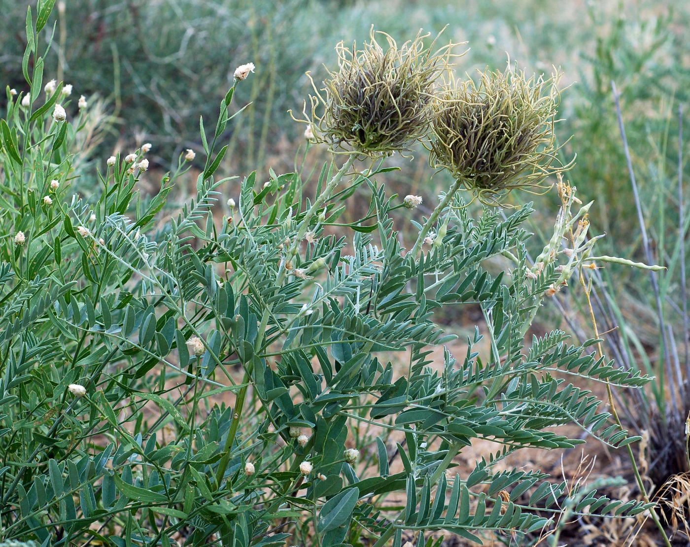 Изображение особи Pseudosophora alopecuroides.