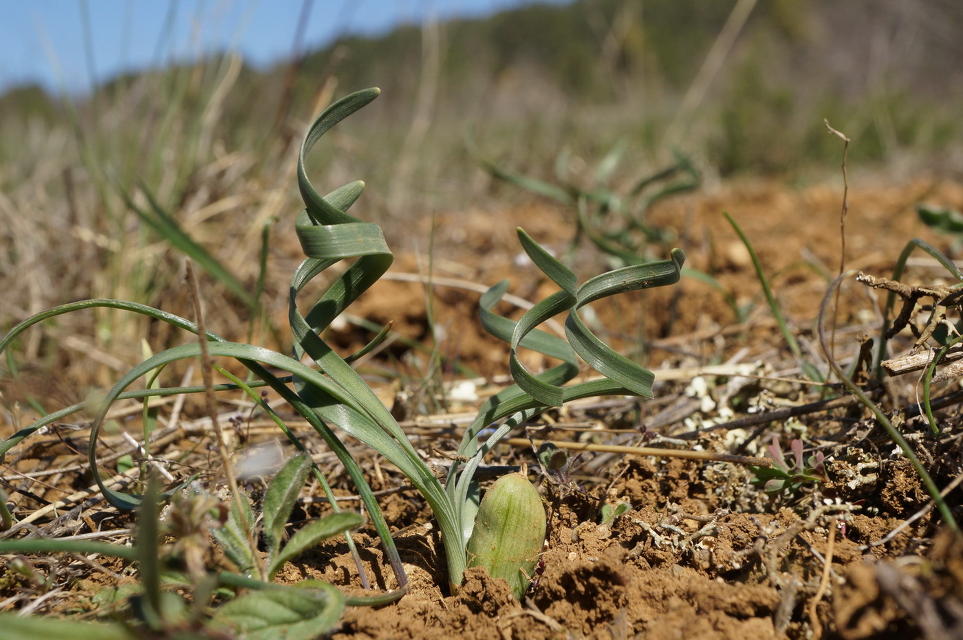 Image of Sternbergia colchiciflora specimen.