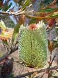 Banksia prionotes