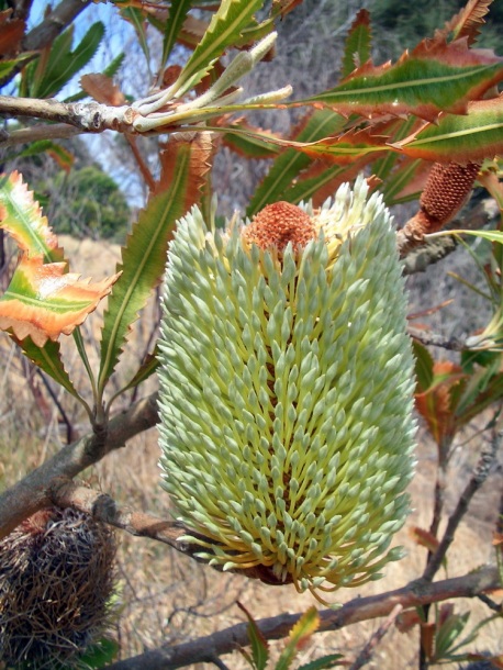 Image of Banksia prionotes specimen.