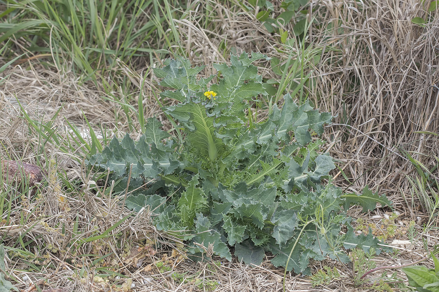 Image of Sonchus asper specimen.