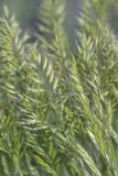 Festuca rupicola. Соцветия. Крым, Бахчисарайский р-н, окр. с. Дачное, фруктовый сад. 16.05.2020.
