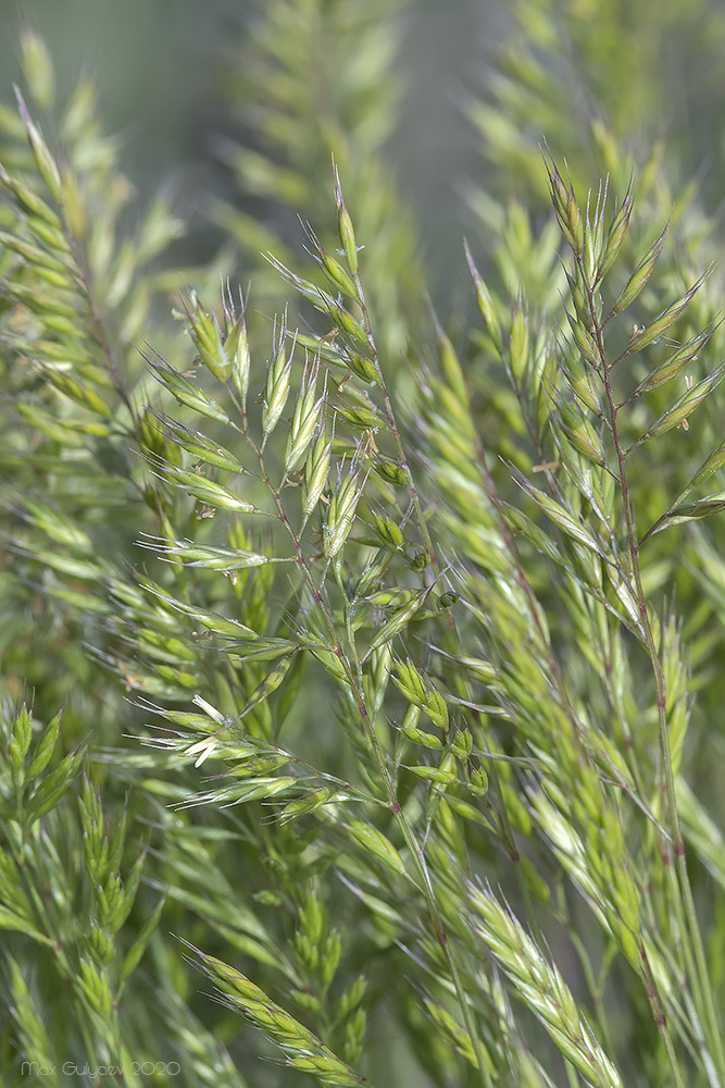 Image of Festuca rupicola specimen.