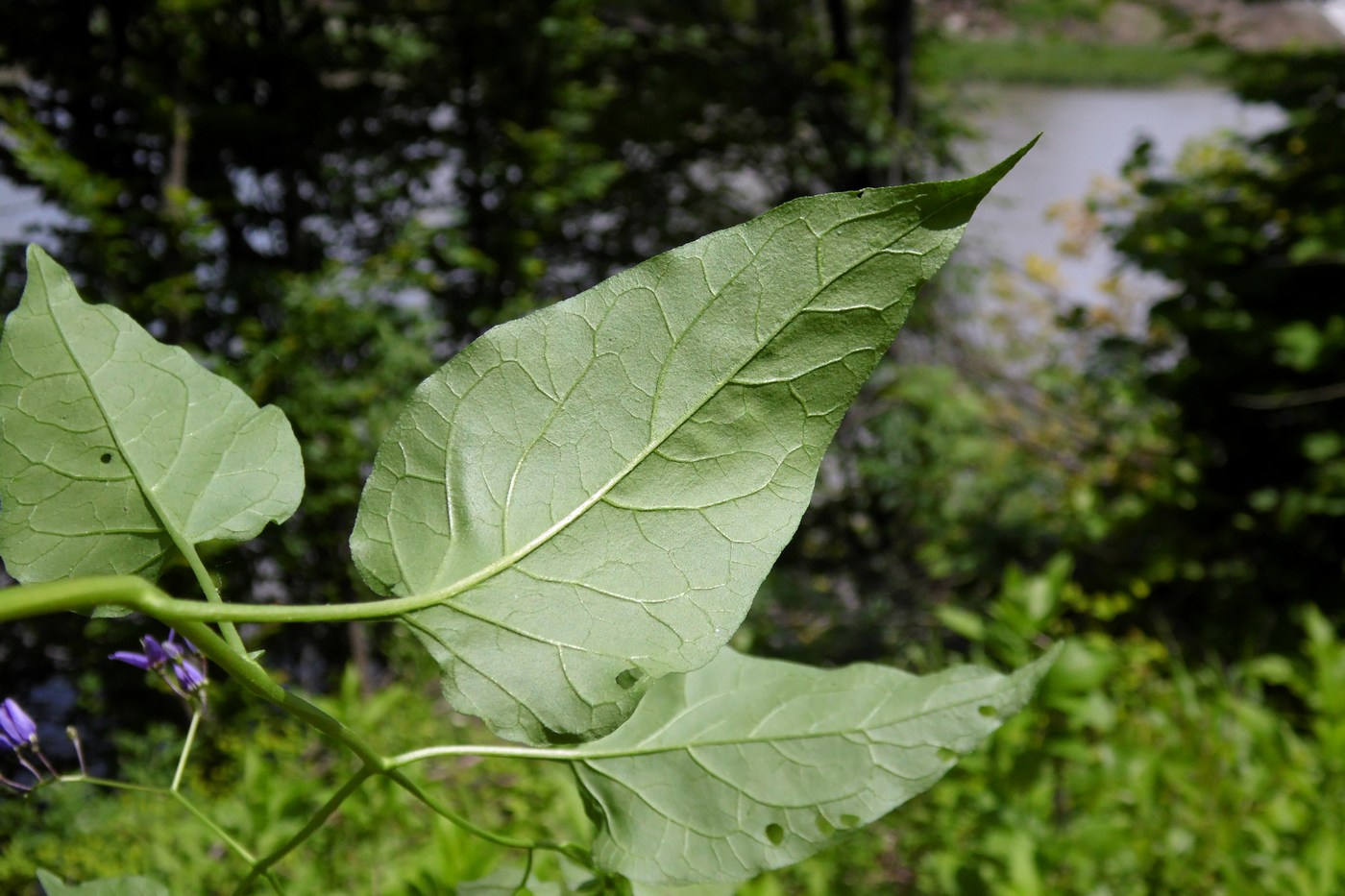 Изображение особи Solanum dulcamara.