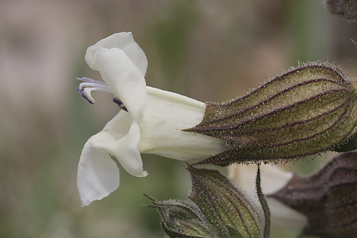 Image of Salvia trautvetteri specimen.