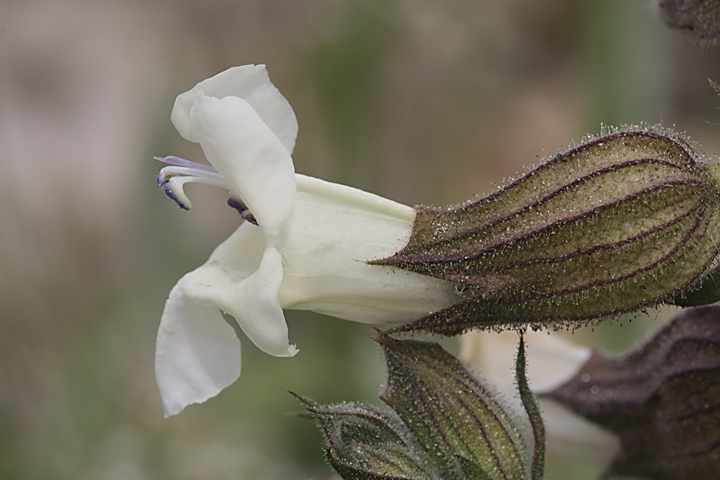 Изображение особи Salvia trautvetteri.