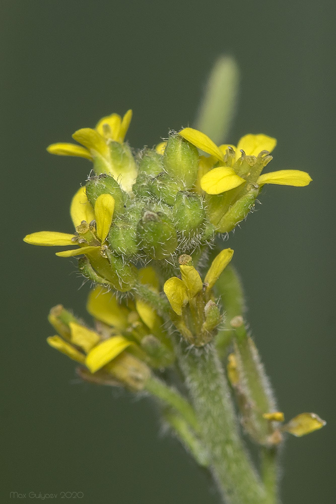 Изображение особи Sisymbrium officinale.