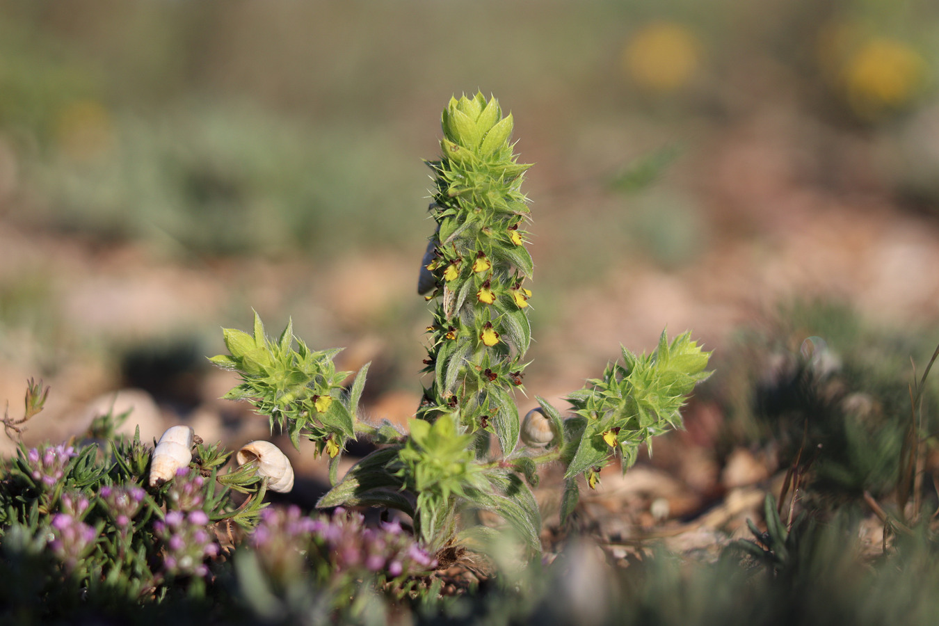 Image of Sideritis montana specimen.