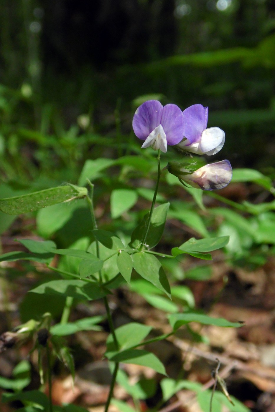 Изображение особи Lathyrus laxiflorus.