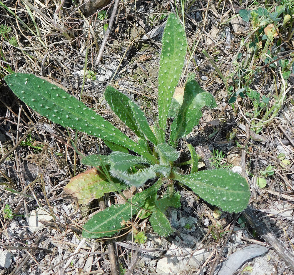 Изображение особи Helminthotheca echioides.