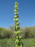 Rumex maritimus. Верхушка ветви с незрелыми соплодиями. Казахстан, вост. окраина г. Тараз, пойма р. Талас, остров, заливной луг в тугае. 18 июня 2020 г.