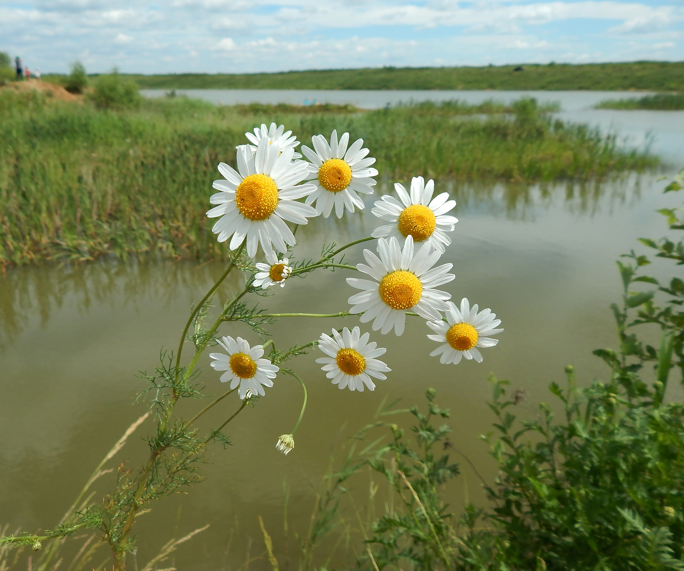 Изображение особи Tripleurospermum inodorum.