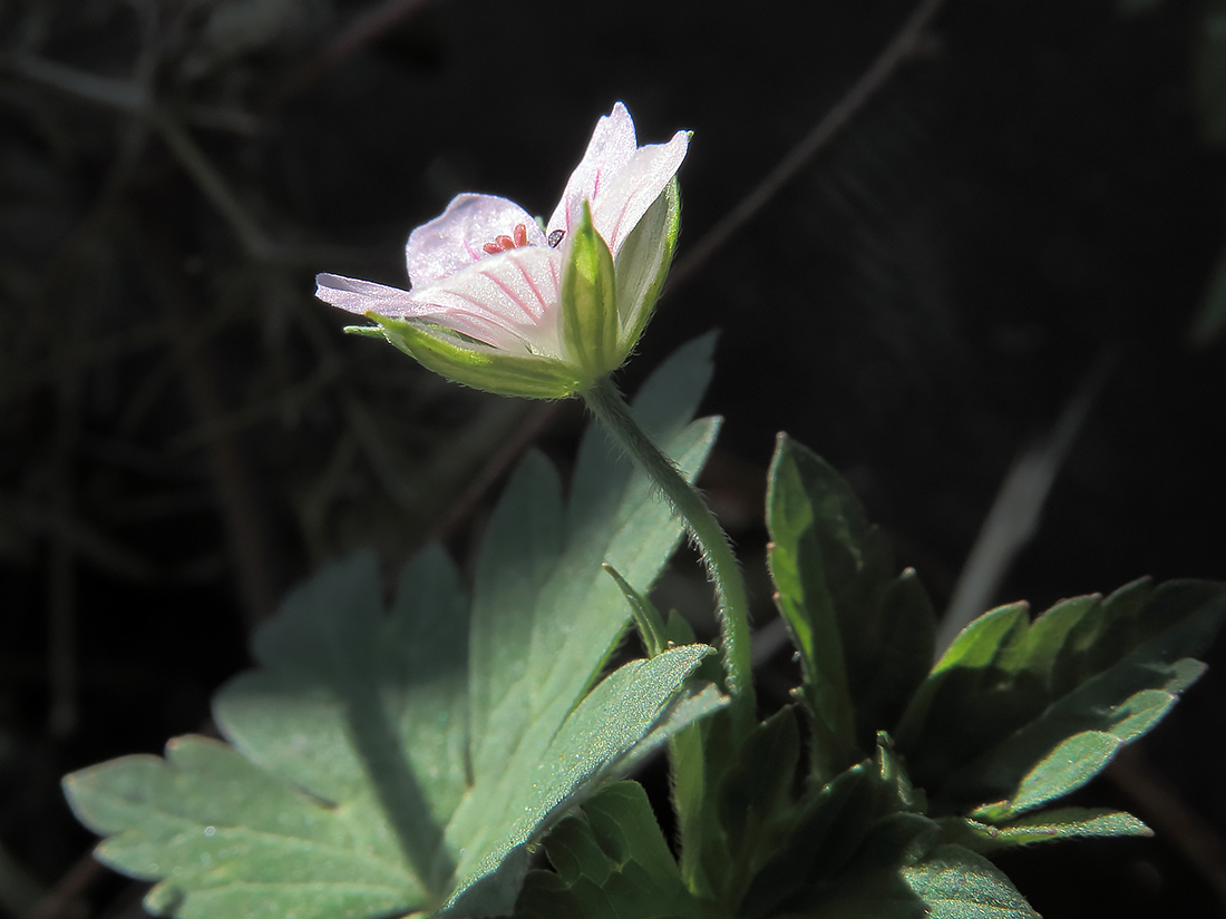 Image of Geranium sibiricum specimen.