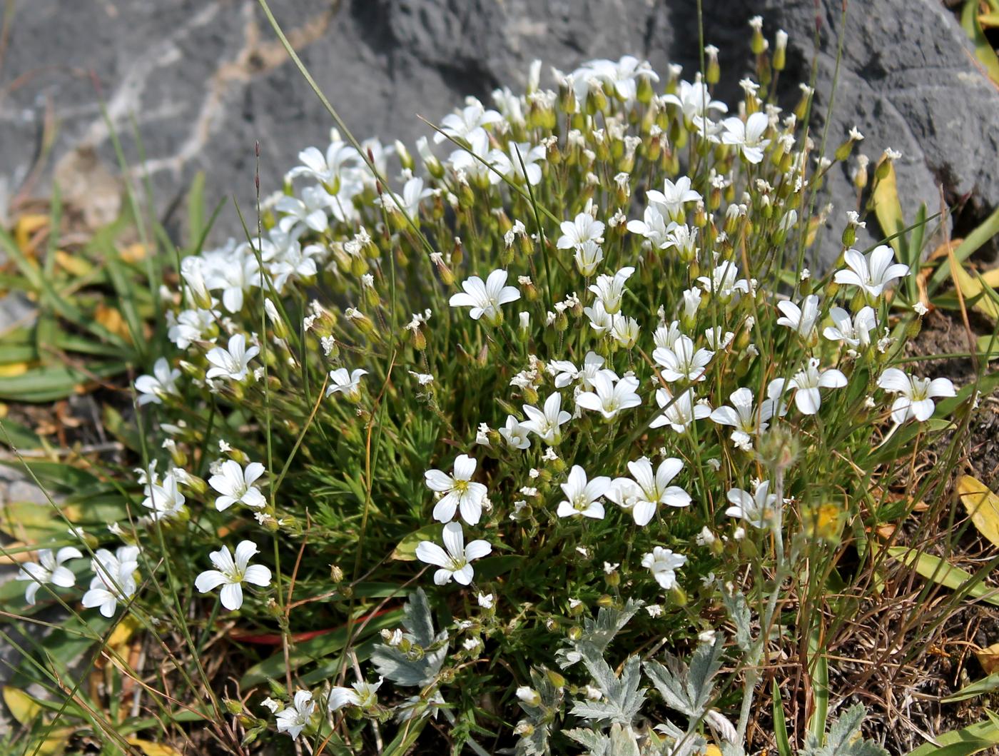 Image of Minuartia kryloviana specimen.