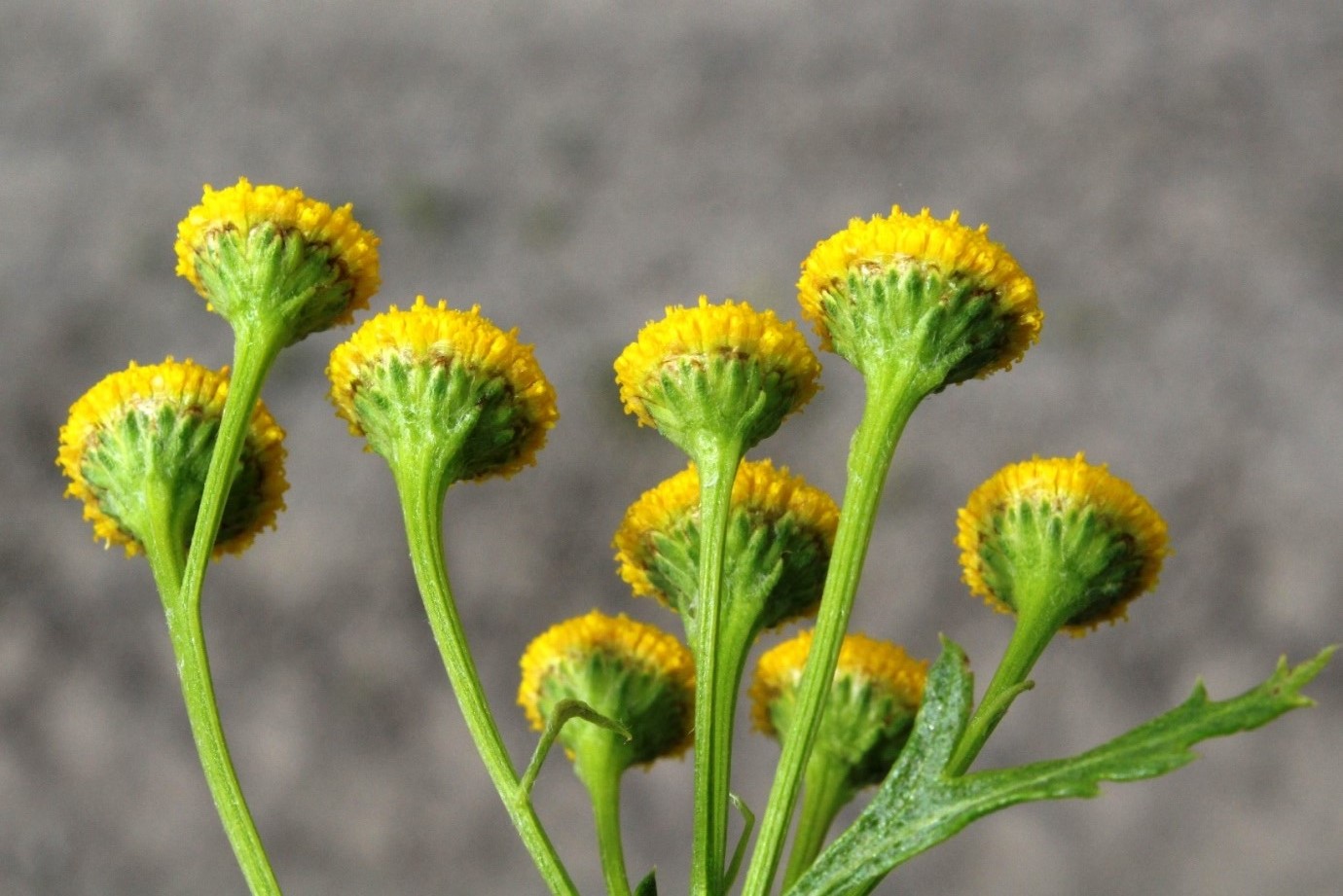 Изображение особи Tanacetum boreale.
