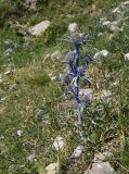 Eryngium bourgatii