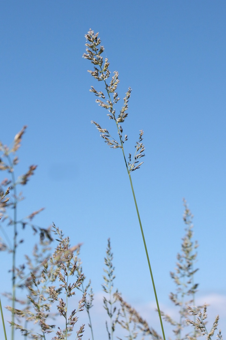 Изображение особи Calamagrostis groenlandica.