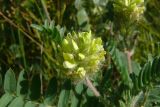 Oxytropis pilosa