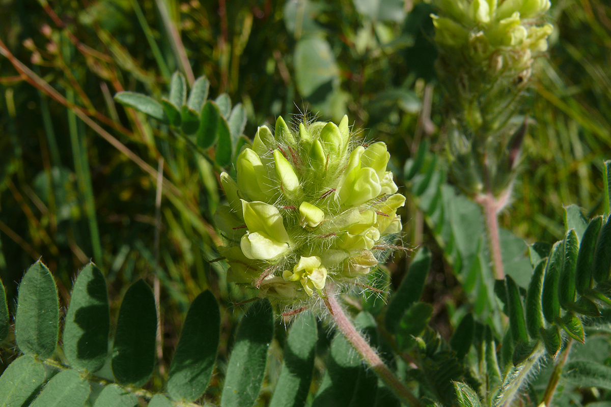 Изображение особи Oxytropis pilosa.