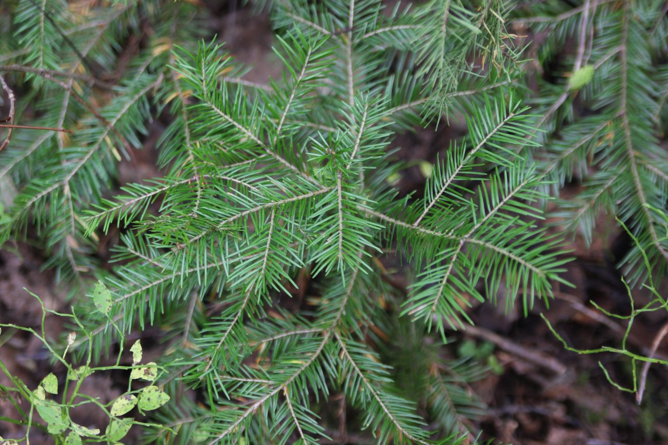 Изображение особи Abies sibirica.