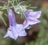Sesamum triphyllum