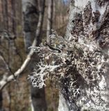 род Evernia